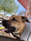 adoptable Dog in  named TEDDY #8