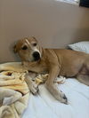 adoptable Dog in  named LILLIE #2