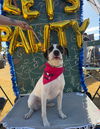 adoptable Dog in  named LAUREL