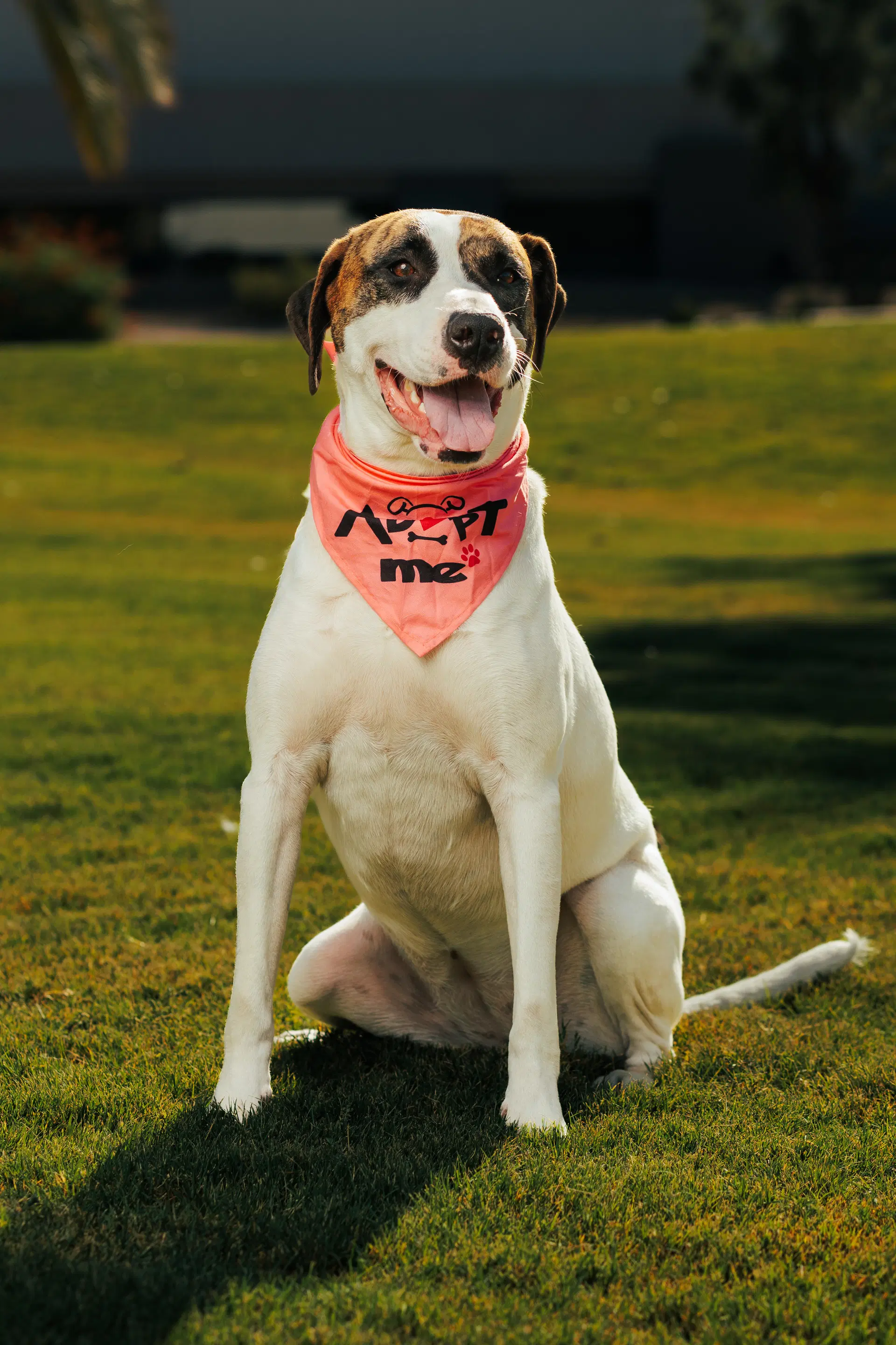 Laurel - Treeing Walker Coonhound