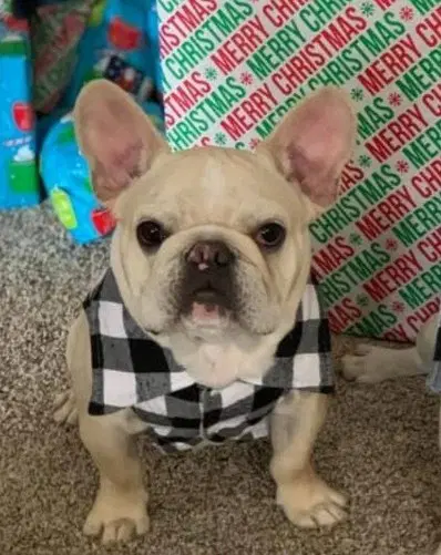 Thor - French Bulldog