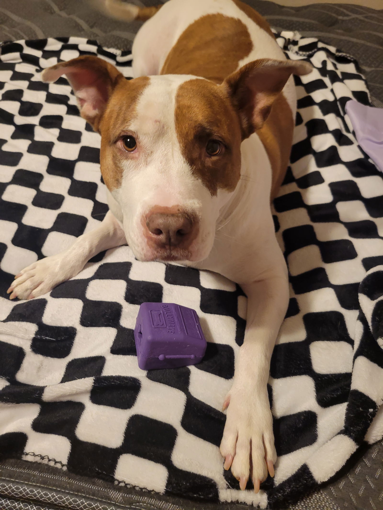 adoptable Dog in Chandler, AZ named JACK #14