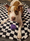 adoptable Dog in  named JACK #14
