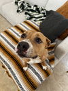 adoptable Dog in  named NALA #9