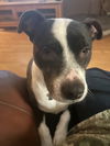 adoptable Dog in  named MARDI