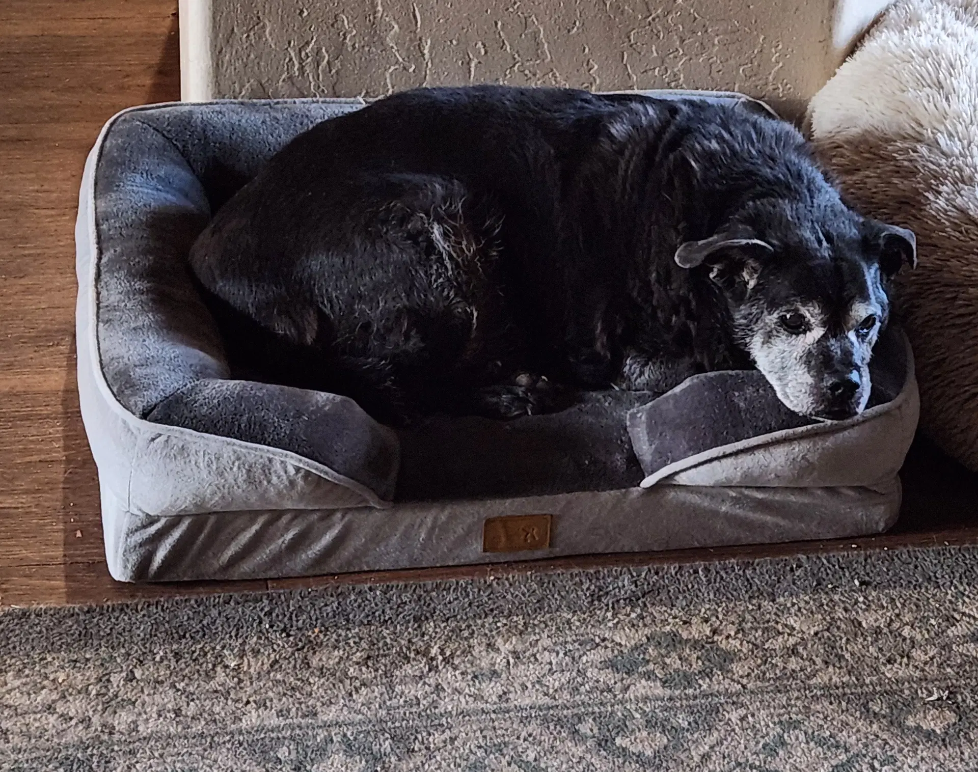 Ernie image 4