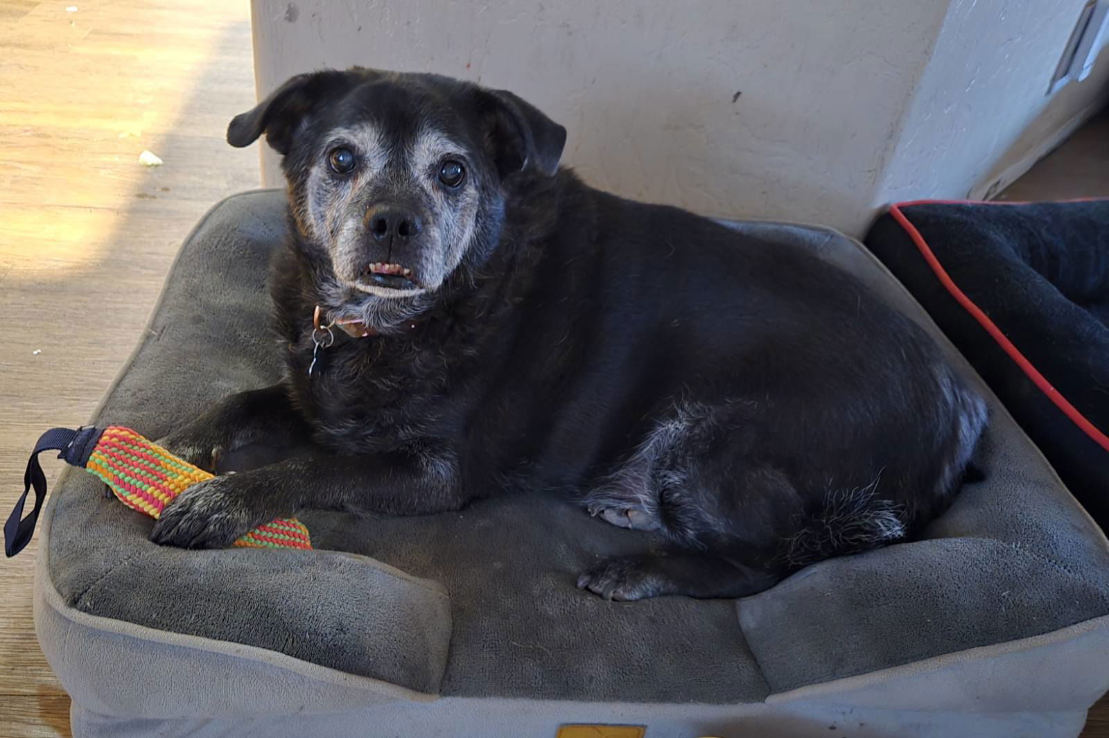 adoptable Dog in Chandler, AZ named ERNIE