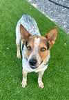 adoptable Dog in  named MATER