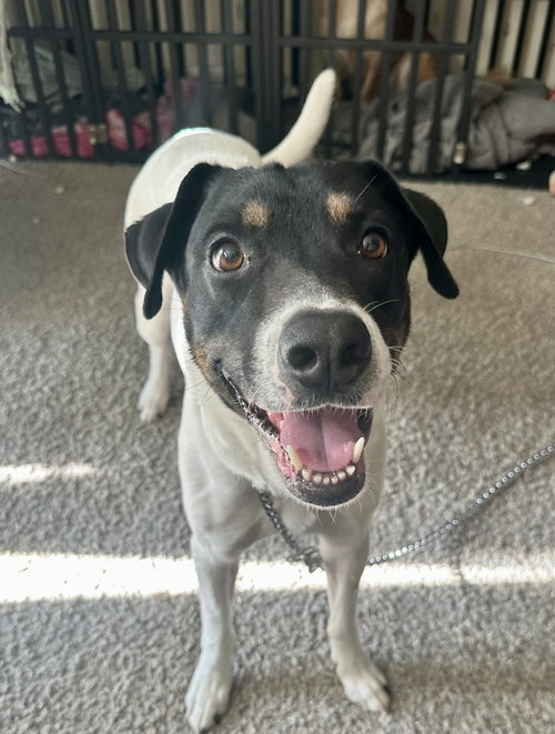 VON - German Shorthaired Pointer / Hound available for adoption