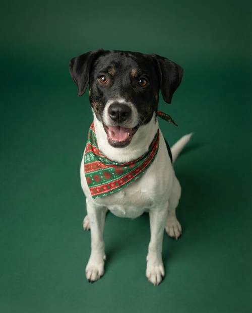 VON - German Shorthaired Pointer / Hound available for adoption