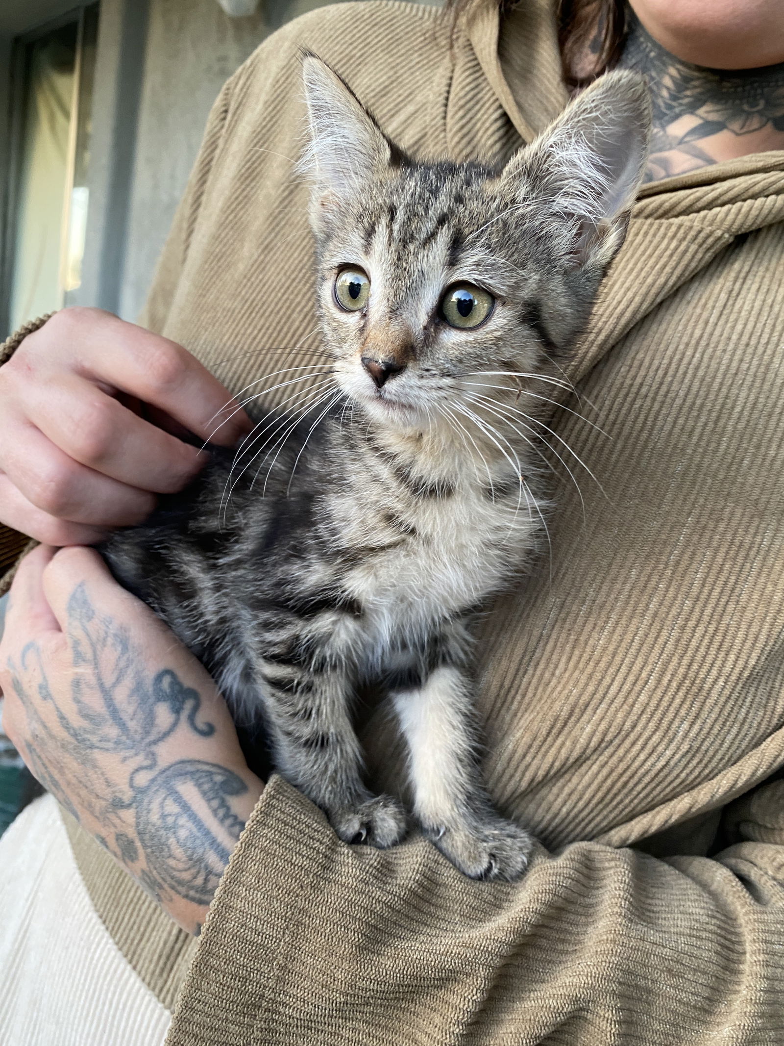 adoptable Cat in Chandler, AZ named PARIS HILTON