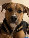 adoptable Dog in  named MARCO DARKO
