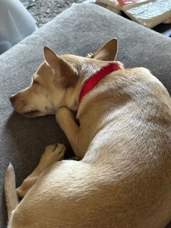 adoptable Dog in Chandler, AZ named DASHER #3