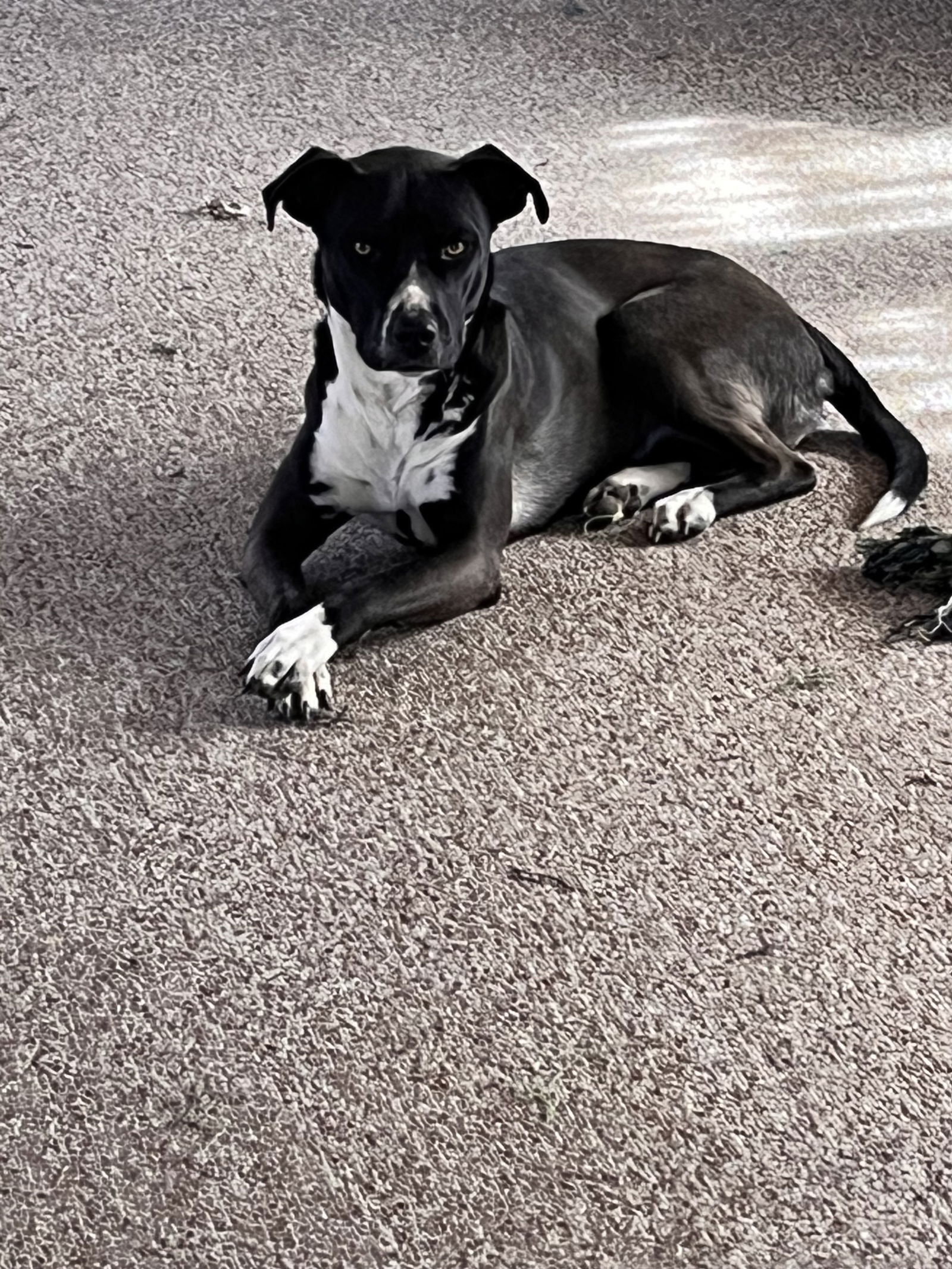 adoptable Dog in Chandler, AZ named REMI #5