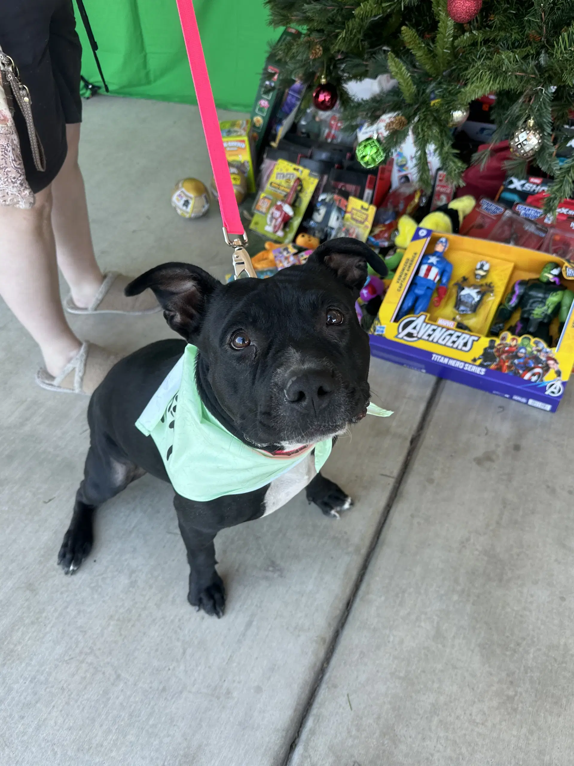 Sugar - Staffordshire Bull Terrier