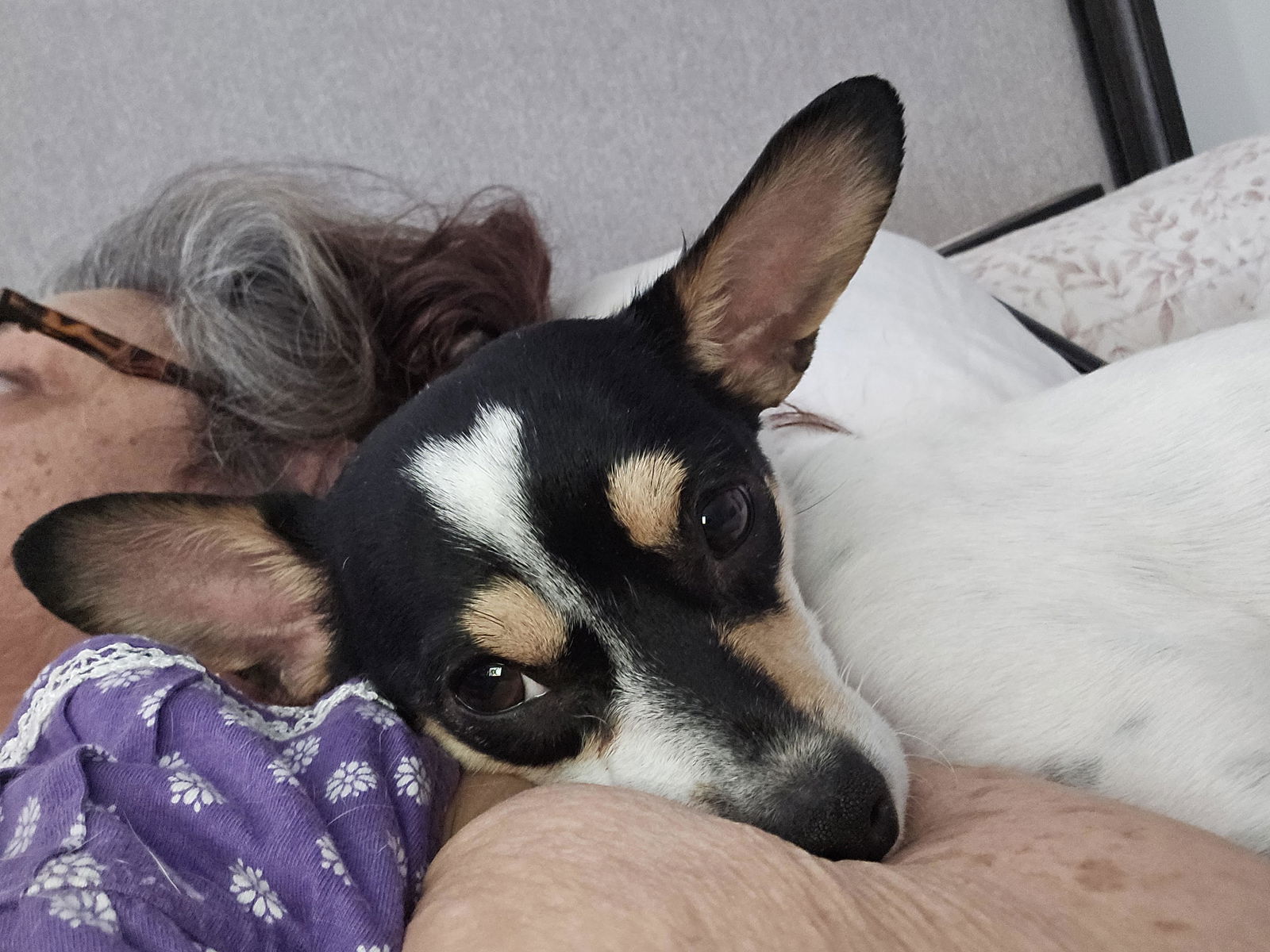 adoptable Dog in Chandler, AZ named CALVIN