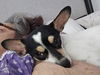 adoptable Dog in Chandler, AZ named CALVIN