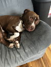adoptable Dog in Chandler, AZ named ZEPPELIN