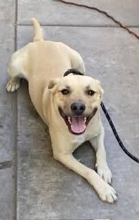 adoptable Dog in Chandler, AZ named DUNE BUGGY