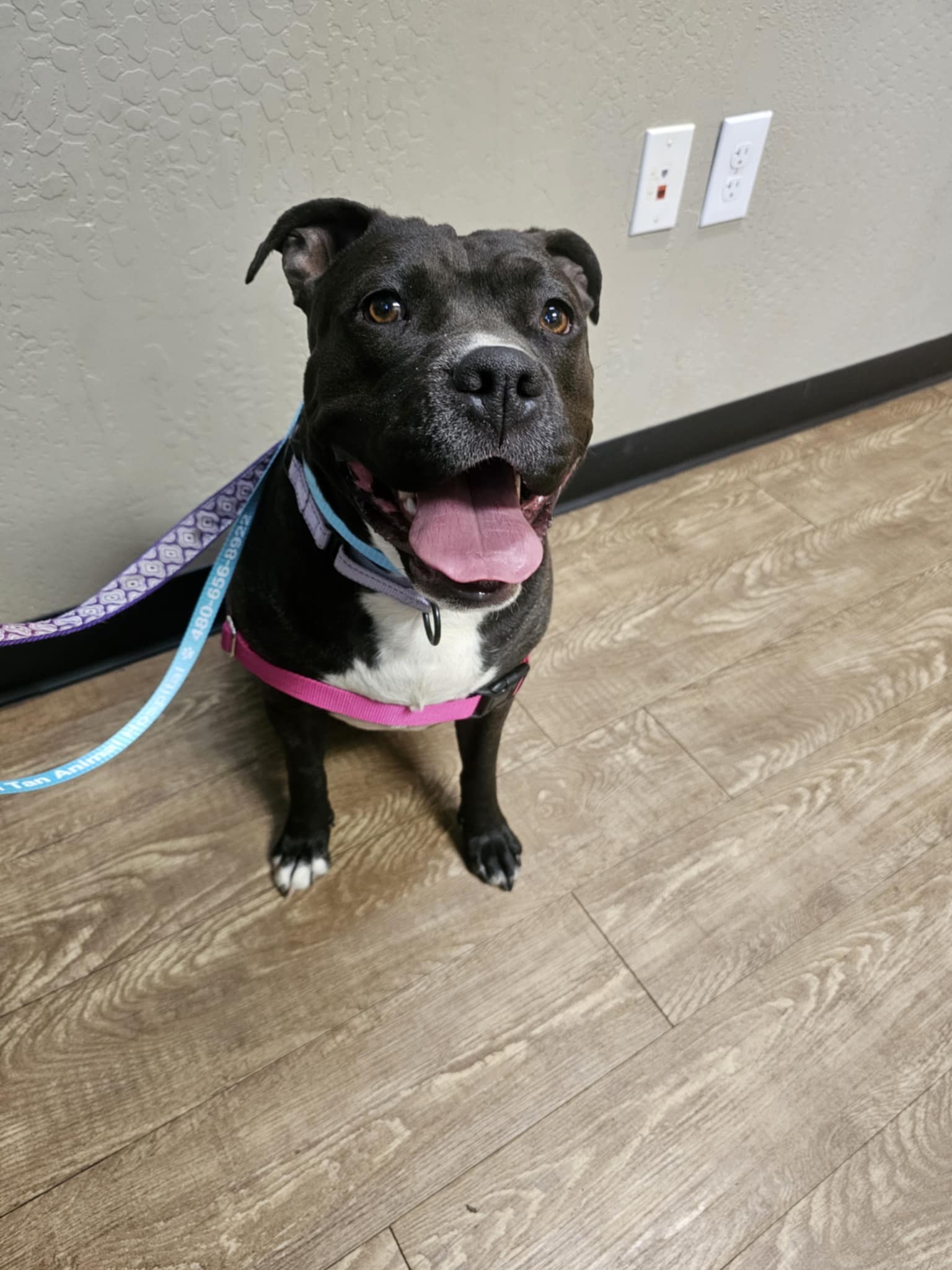 adoptable Dog in Chandler, AZ named Little LULU