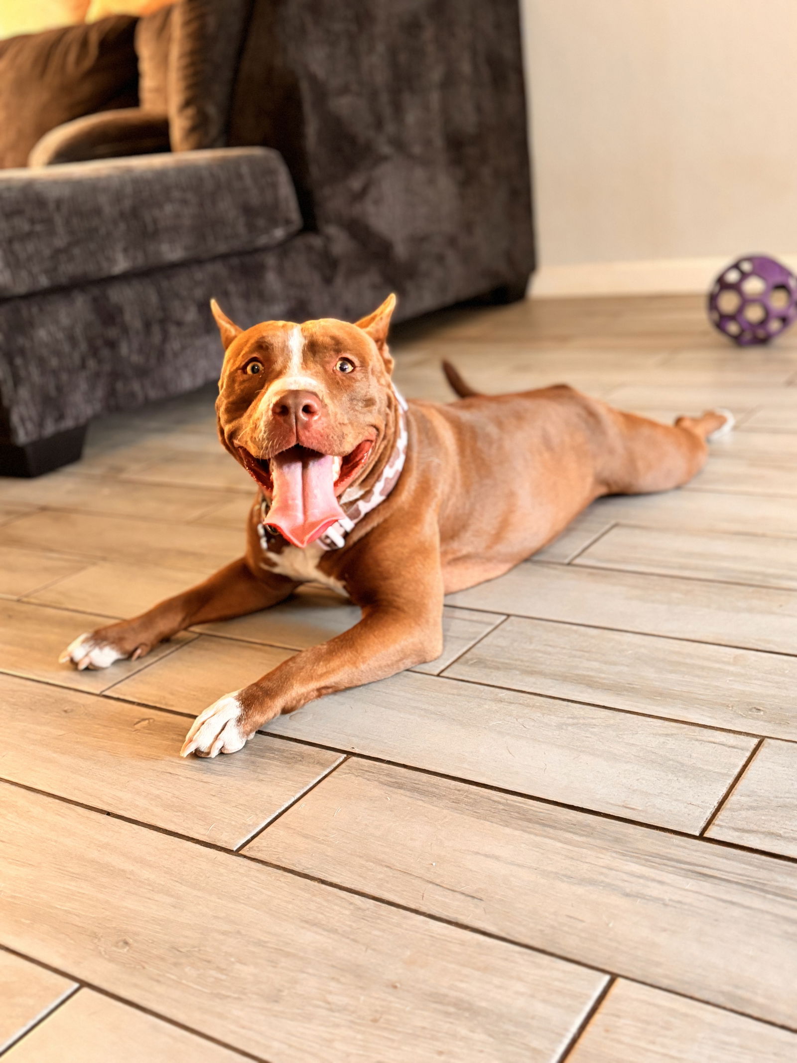 adoptable Dog in Chandler, AZ named KHALEESI