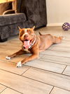 adoptable Dog in Chandler, AZ named KHALEESI