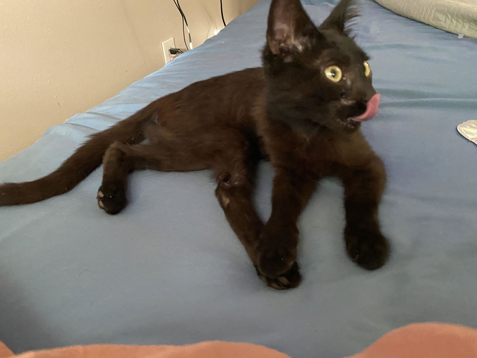 adoptable Cat in Chandler, AZ named ECHO #2