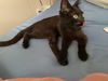 adoptable Cat in  named ECHO #2