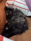 adoptable Cat in Chandler, AZ named MISS GIRL