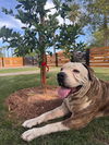 adoptable Dog in Chandler, AZ named KONG