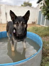 adoptable Dog in  named LYRIC