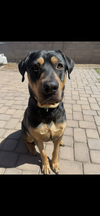 adoptable Dog in Chandler, AZ named BREWER #2