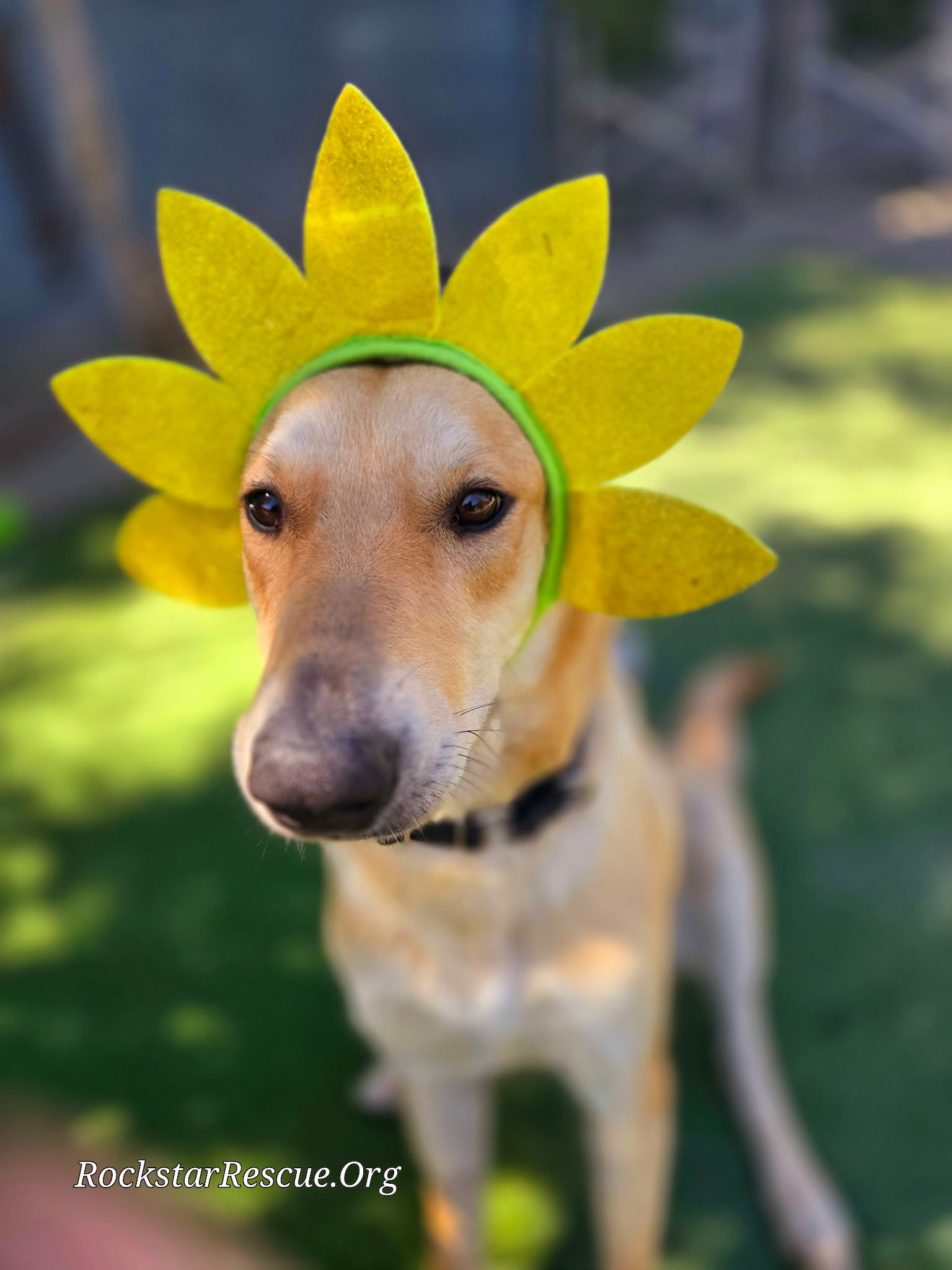 adoptable Dog in Chandler, AZ named DAISY #25