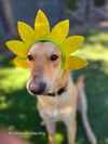 adoptable Dog in  named DAISY #25