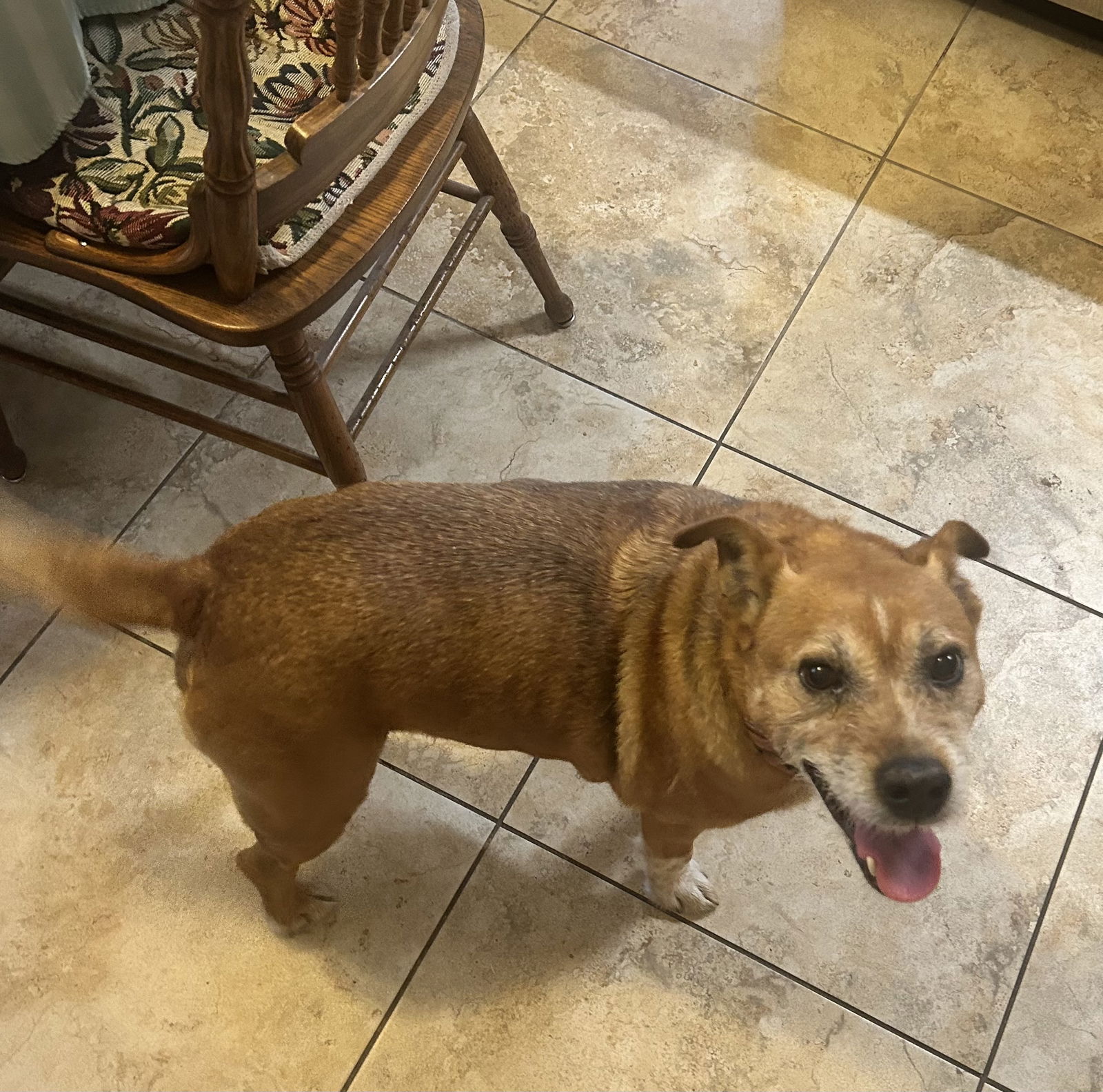adoptable Dog in Chandler, AZ named BOOTS #3