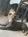adoptable Dog in  named DODGER #2