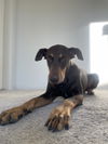 adoptable Dog in  named BROOKLYN