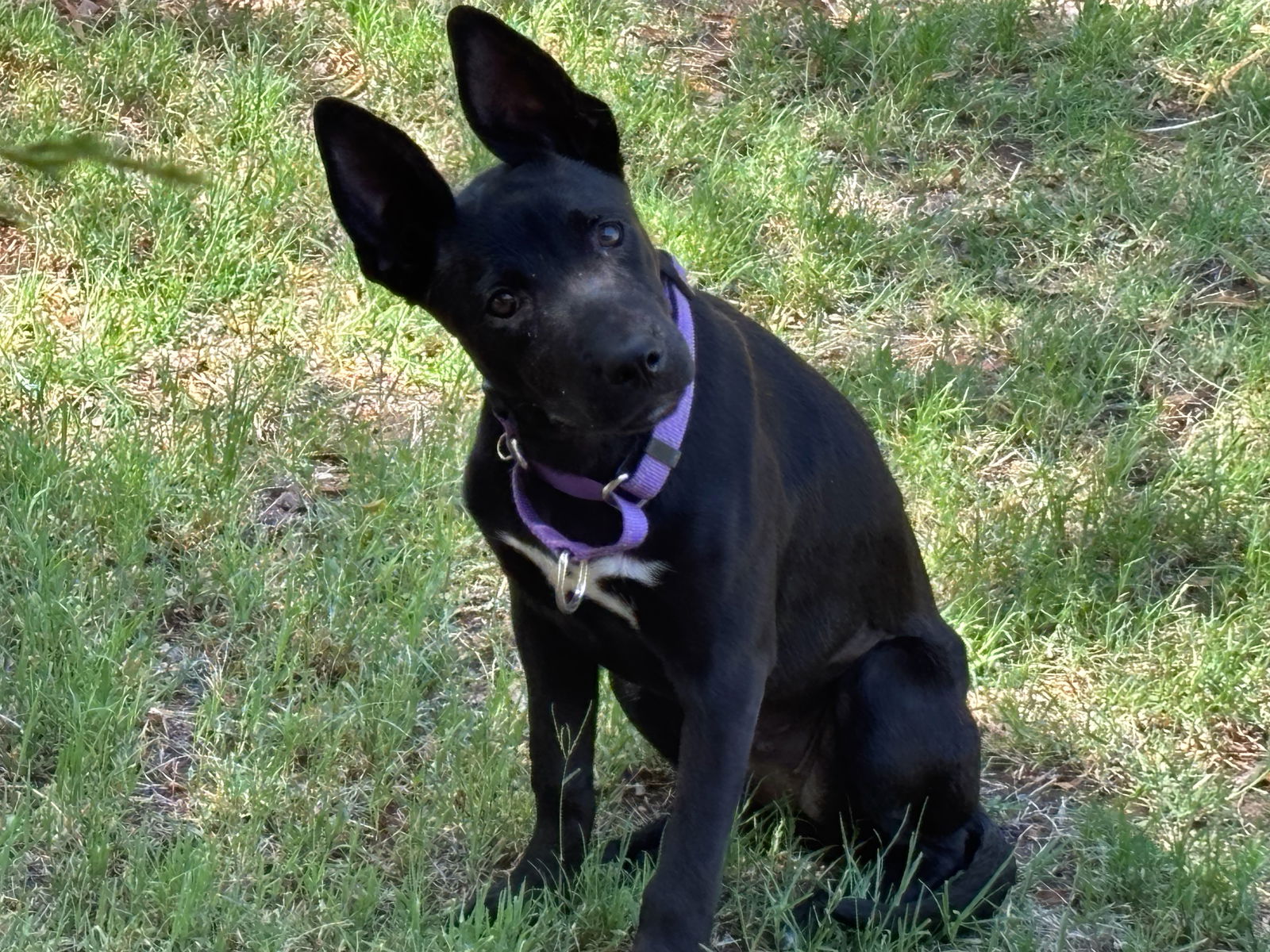 adoptable Dog in Chandler, AZ named ROSIE #10