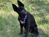 adoptable Dog in  named ROSIE #10