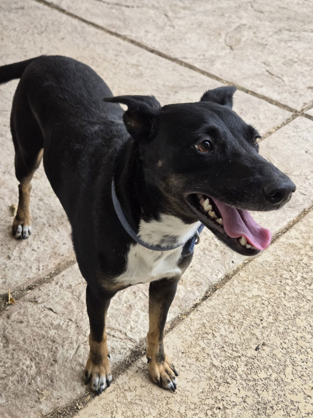 adoptable Dog in Chandler, AZ named BUTTONS #3
