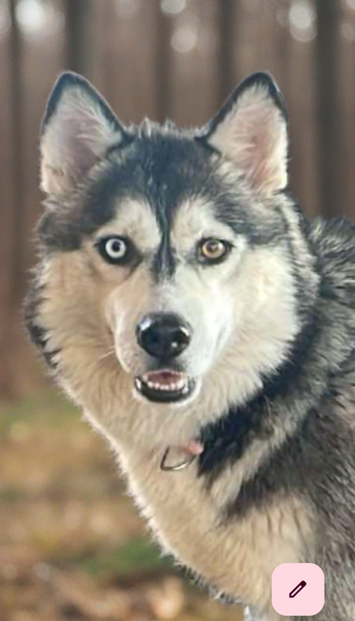 KAYA - Husky available for adoption