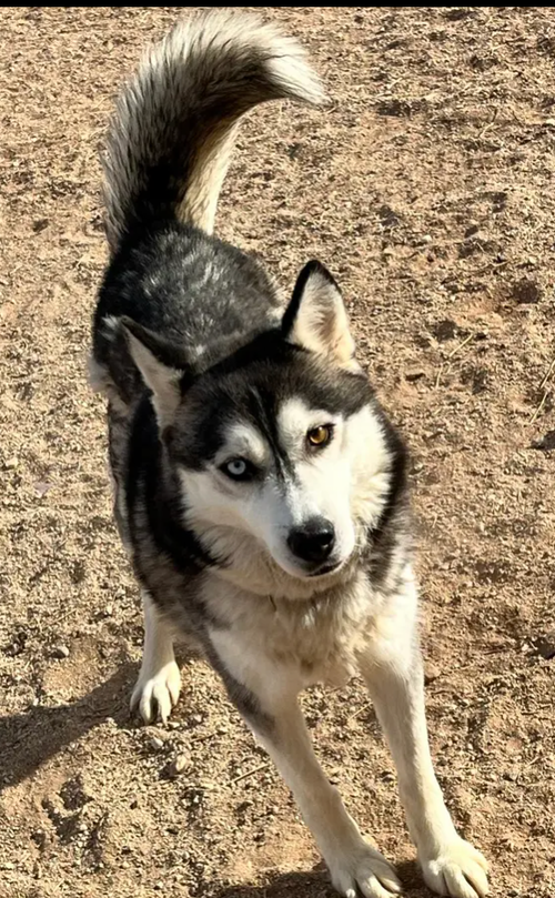 KAYA - Husky available for adoption