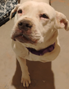 adoptable Dog in Chandler, AZ named ADIRA
