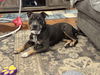 adoptable Dog in Chandler, AZ named DIESEL #6