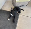 RALPH - Photo 4