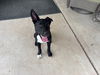 adoptable Dog in  named RALPH