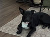 RALPH - Photo 2