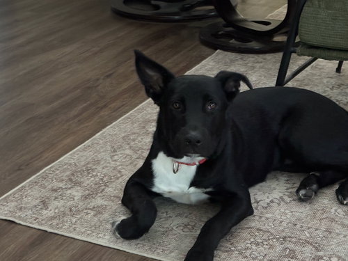 RALPH - Labrador Retriever available for adoption