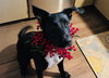 RALPH - Photo 1