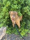 adoptable Dog in  named Lil Jon